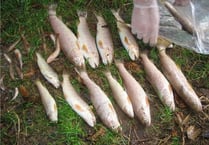 Pollution kills fish