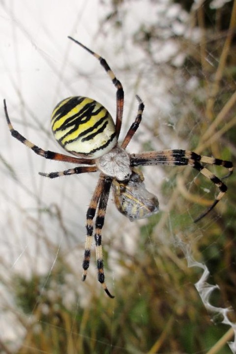 Rare spider sighting heralds new future for Usk wildlife haven