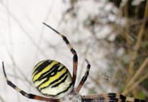 Rare spider sighting heralds new future for Usk wildlife haven