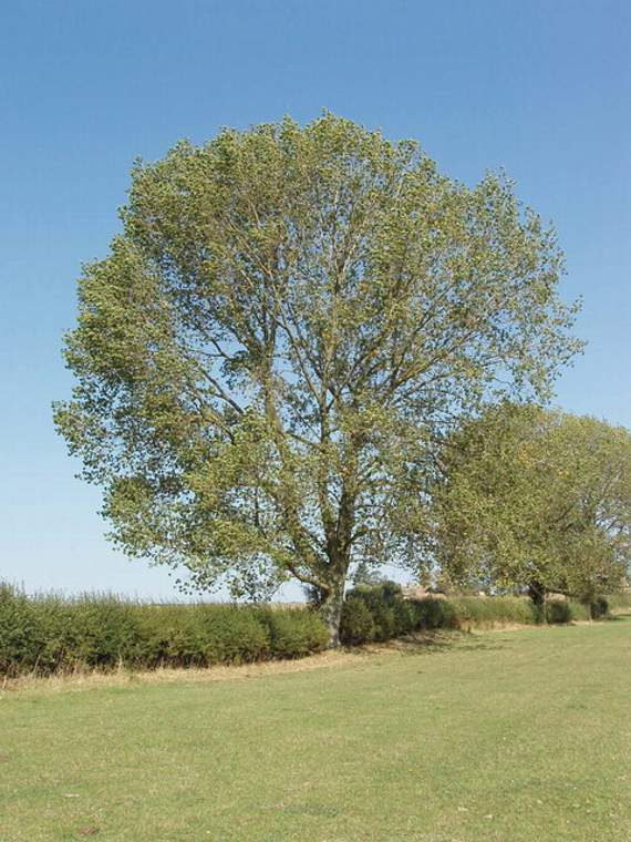 Heartless thieves steal valuable black poplar trees planted to mark the