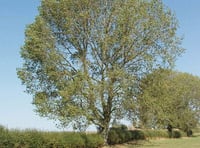 Heartless thieves steal valuable black poplar trees planted to mark the centenary of The Somme