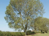 Heartless thieves steal valuable black poplar trees planted to mark the centenary of The Somme