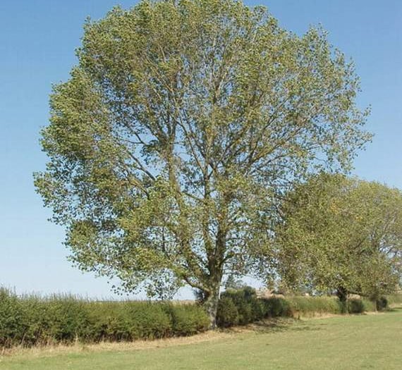 Heartless thieves steal valuable black poplar trees planted to mark the centenary of The Somme
