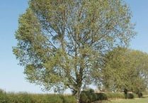 Heartless thieves steal valuable black poplar trees planted to mark the centenary of The Somme