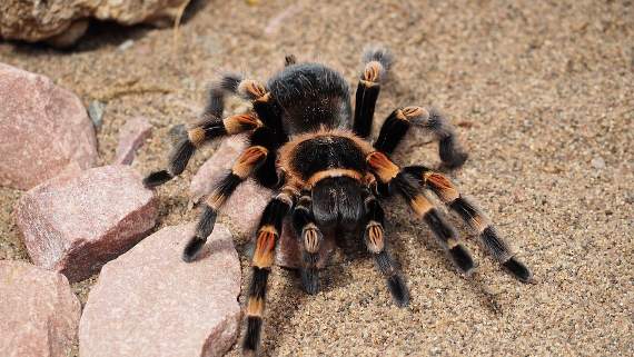 Tarantulas found in Blaenavon garden