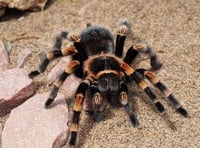 Tarantulas found in Blaenavon garden
