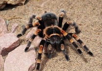 Tarantulas found in Blaenavon garden