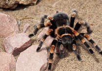 Tarantulas found in Blaenavon garden