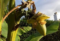 Abergavenny is going bananas as heatwave continues
