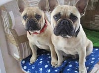 A year on heartbroken owners say they'll never give up hope of finding missing Frenchies Bert and Ernie