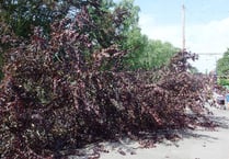 Fallen tree closes road near Abergavenny town centre