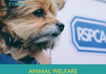 RSPCA officers will be working over Christmas and New Year despite Welsh lockdown