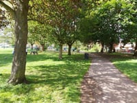 Trees in Bailey Park to be felled for safety reasons