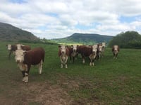 UK Veterinary shortage is hitting Wales the hardest