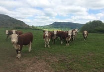 UK Veterinary shortage is hitting Wales the hardest