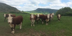 UK Veterinary shortage is hitting Wales the hardest