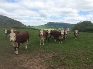 UK Veterinary shortage is hitting Wales the hardest