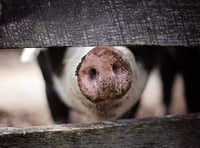 BVA calls for ban on ‘controversial’ pig crates 