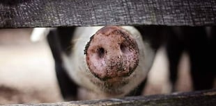 BVA calls for ban on ‘controversial’ pig crates 