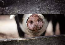 BVA calls for ban on ‘controversial’ crates