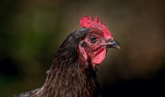 Chief Vet urges continued vigilance on avian flu protections