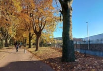Felled park trees will be replaced