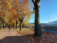 Felled park trees will be replaced