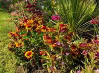 Garden centre donates plants following Bailey Park thefts