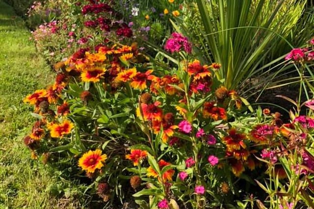 Garden centre donates plants following Bailey Park thefts