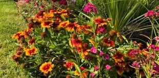 Garden centre donates plants following Bailey Park thefts