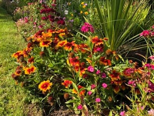 Garden centre donates plants following Bailey Park thefts
