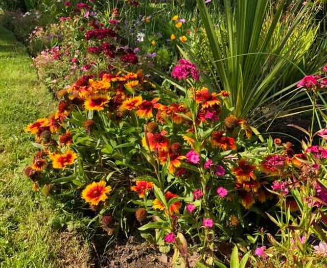 Garden centre donates plants following Bailey Park thefts