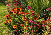 Garden centre donates plants following Bailey Park thefts