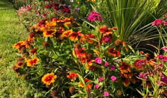 Garden centre donates plants following Bailey Park thefts