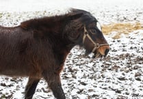 Storm Eunice: RSPCA issues animal advice