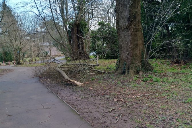 Branch fallen in Drybridge Park.