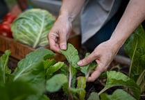 Grants offered to develop local food supply chains
