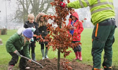 Bailey Park now has 5 new English Oak trees and 5 Copper Beech trees