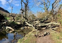 Canal is blocked by storm hit fallen tree