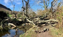 Canal is blocked by storm hit fallen tree