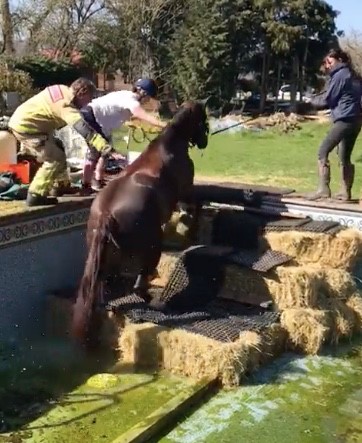 Horse