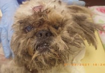Pair banned from keeping dogs after pet neglected