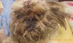 Pair banned from keeping dogs after pet neglected