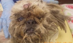 Pair banned from keeping dogs after pet neglected