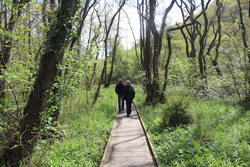 Alder Tree Boardwalk