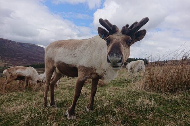 Cairngorm Reindeer Centre PICTURE 