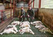 Over 20 lambs killed in “horrific” attack