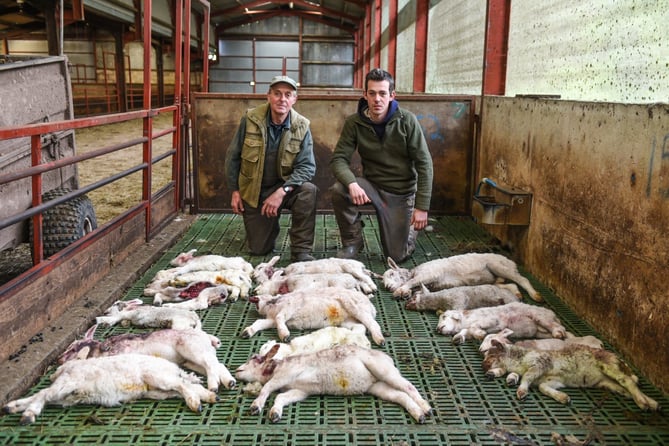 Lambs mauled cross ash farmer