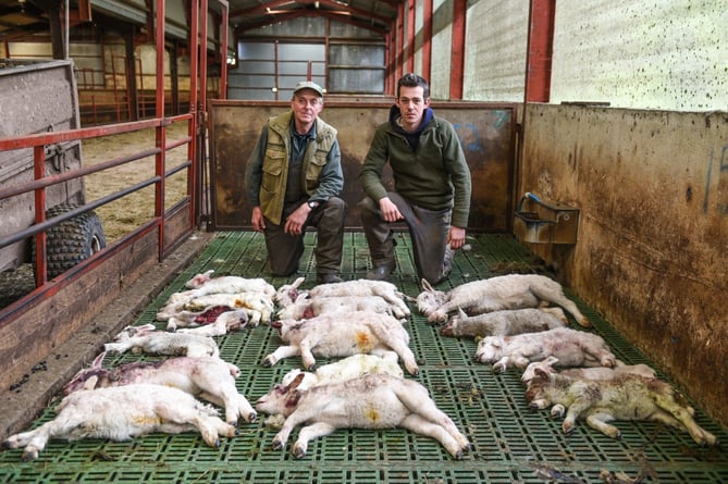 Lambs mauled cross ash farmer