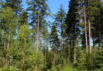 Restrictions imposed after outbreak of tree disease